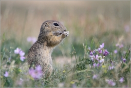 <p>SYSEL OBECNÝ (Spermophilus citellus) /European ground squirrel - Europäischer Ziesel/</p>